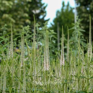 Veronicastrum virginicum 'Roseum'