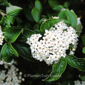Viburnum 'Chesapeake'