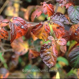 Viburnum 'Chippewa'