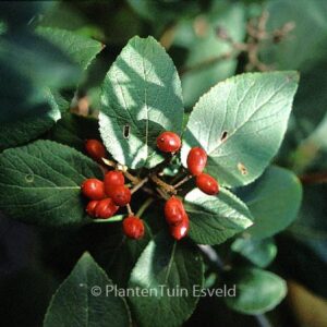 Viburnum 'Emerald Triumph'