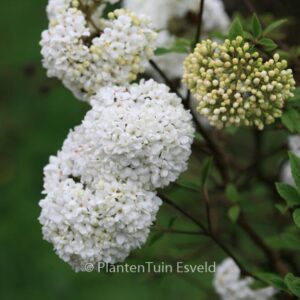 Viburnum 'Eskimo'