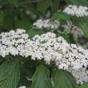 Viburnum 'Huron'
