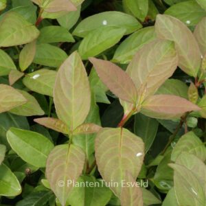 Viburnum 'Le Bois Marquis'