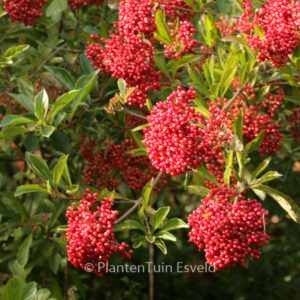 Viburnum betulifolium