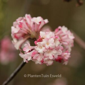 Viburnum bodnantense 'Charles Lamont'