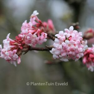 Viburnum bodnantense 'Dawn'
