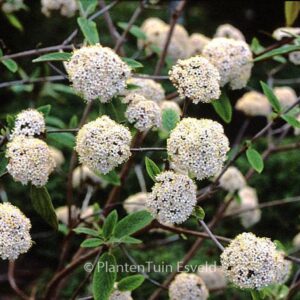 Viburnum buddleifolium