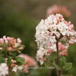 Viburnum burkwoodii 'Anne Russell'