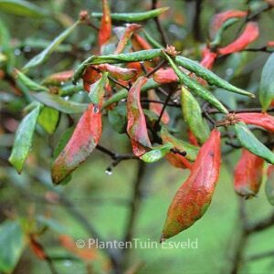Viburnum burkwoodii 'Burkwood'