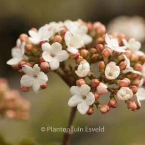 Viburnum carlcephalum