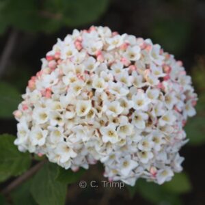 Viburnum carlesii