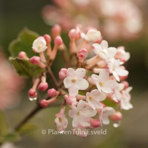 Viburnum carlesii 'Juddii'