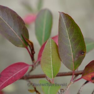 Viburnum cassinoides 'SMNVCDD' (LIL DITTY)