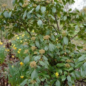 Viburnum cinnamomifolium