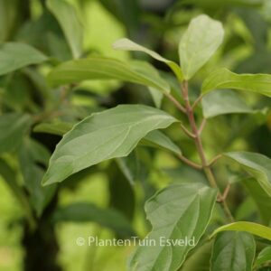 Viburnum cylindricum