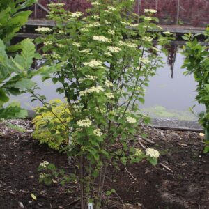 Viburnum dentatum 'Ralph Senior' (AUTUMN JAZZ