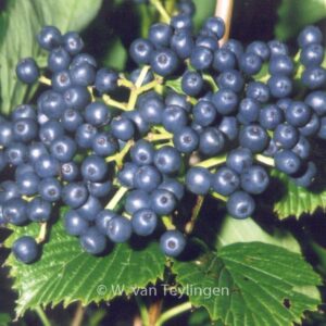 Viburnum dentatum 'White and Blue'