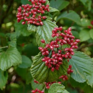 Viburnum dilatatum