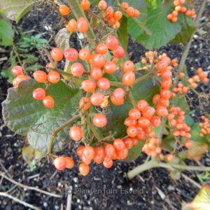 Viburnum dilatatum 'Henneke' (CARDINAL CANDY)