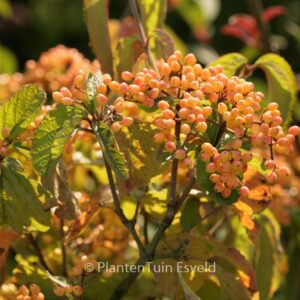 Viburnum dilatatum 'Michael Dodge'
