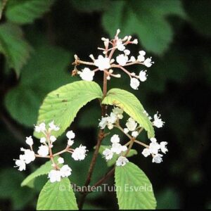 Viburnum erosum