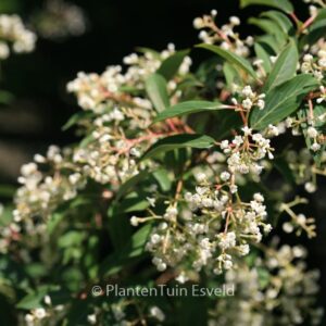 Viburnum erubescens