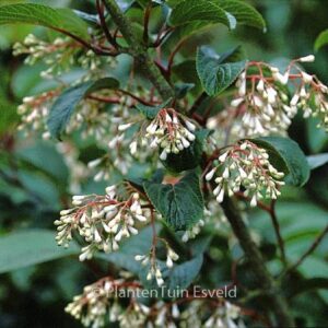 Viburnum erubescens gracilipes