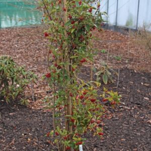 Viburnum fansipanense