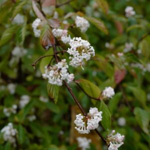 Viburnum farreri