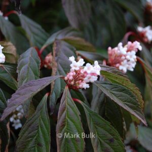 Viburnum farreri 'Nanum'