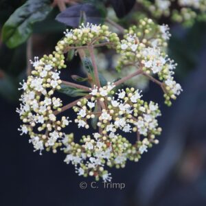 Viburnum foetidum var. rectangulatum