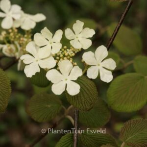 Viburnum furcatum