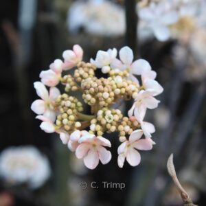 Viburnum furcatum 'Pink Parasol'