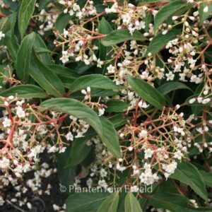 Viburnum hillieri 'Winton'