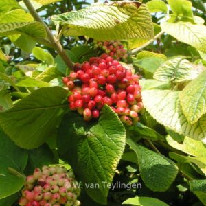 Viburnum lantana 'Aureum'