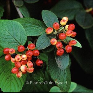 Viburnum lantana 'Rugosum'