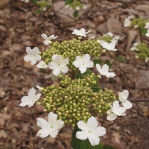Viburnum lantanoides