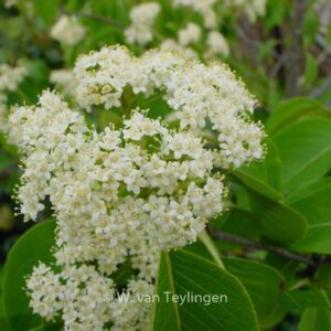 Viburnum lentago