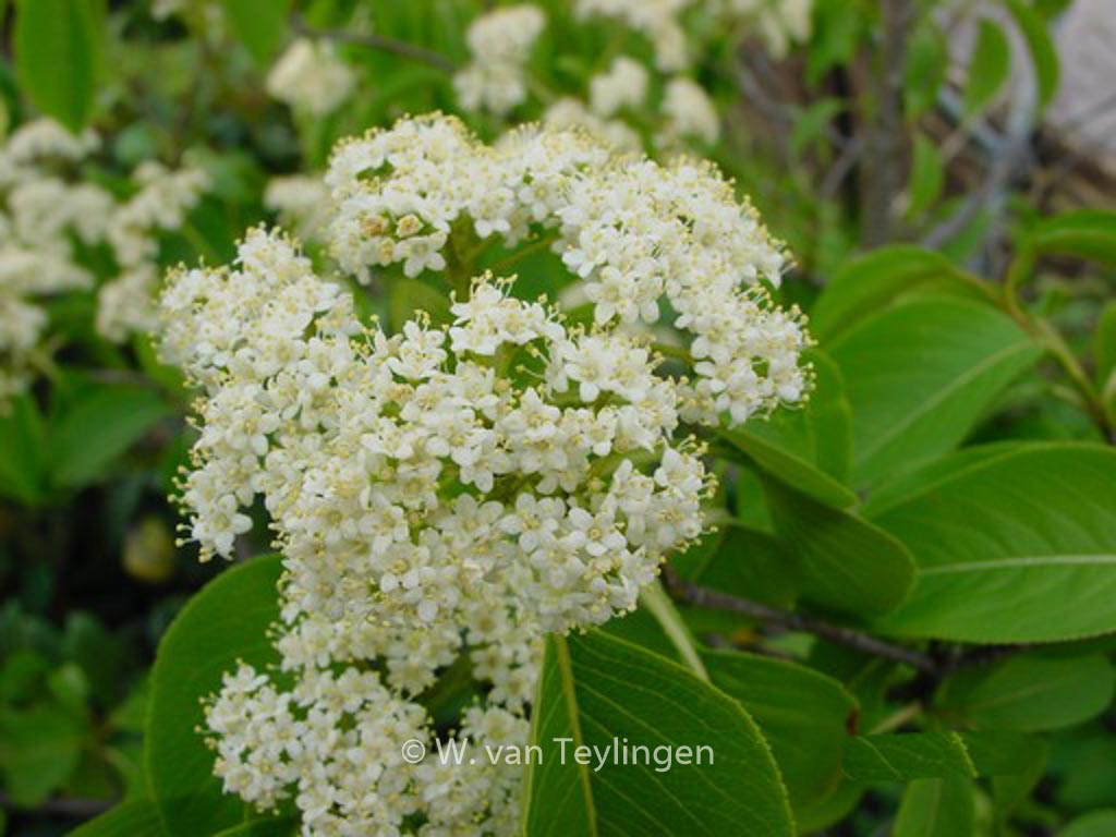 Viburnum lentago