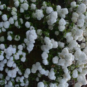 Viburnum macrocephalum