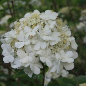 Viburnum macrocephalum keteleeri