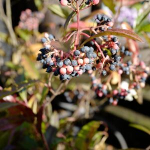 Viburnum nudum