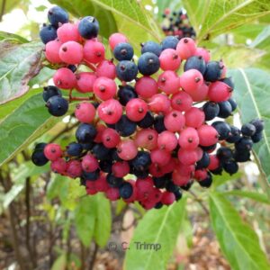 Viburnum nudum 'Winterthur'