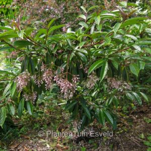 Viburnum oliganthum 'Kyo kanzashi'