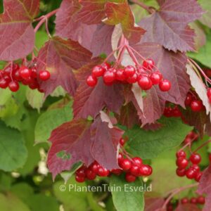 Viburnum opulus
