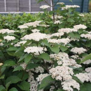 Viburnum orientale