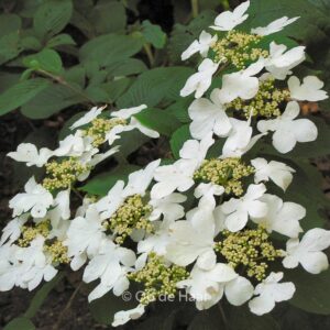Viburnum plicatum