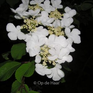 Viburnum plicatum 'Lanarth'