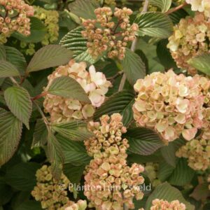 Viburnum plicatum 'Mary Milton'