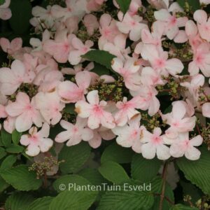 Viburnum plicatum 'Pink Beauty'